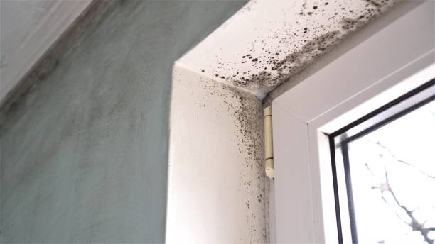 Best Mold Removal Near Me  in Vauxhall, NJ