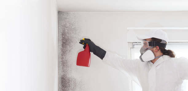 Best Fast Mold Removal  in Vauxhall, NJ