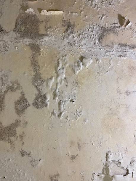 Best Attic Mold Removal  in Vauxhall, NJ