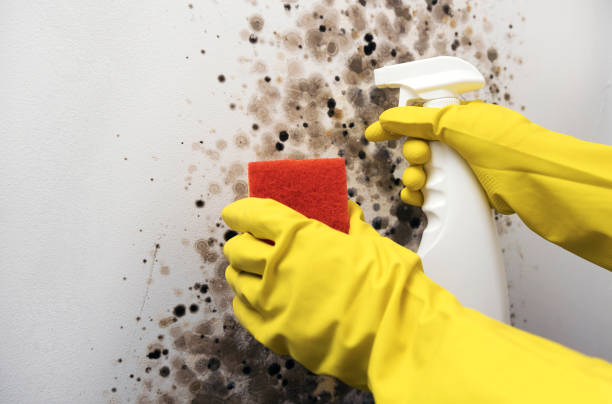 Best Crawl Space Mold Removal  in Vauxhall, NJ