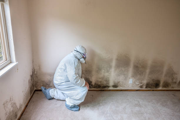 Best Commercial Mold Removal  in Vauxhall, NJ