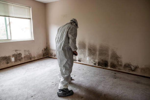 Reliable Vauxhall, NJ Mold Removal Solutions