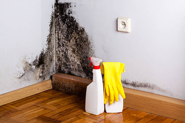 Office Mold Removal Services in Vauxhall, NJ
