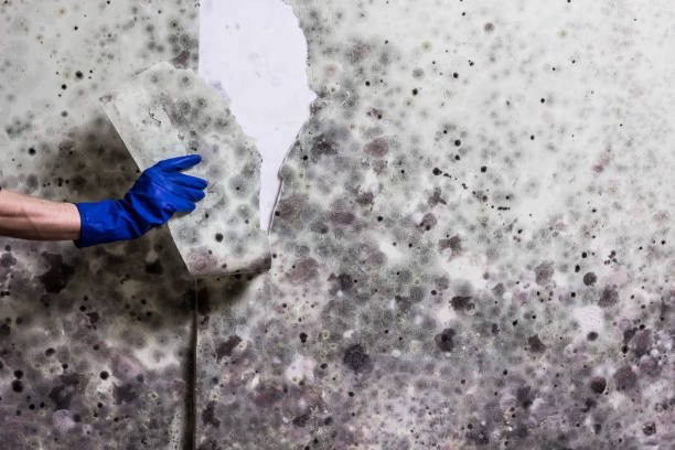 Best Mold Testing  in Vauxhall, NJ