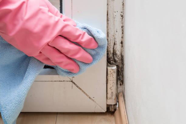 Best Home Mold Removal  in Vauxhall, NJ