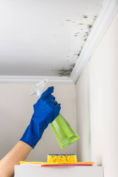 Best Affordable Mold Removal  in Vauxhall, NJ